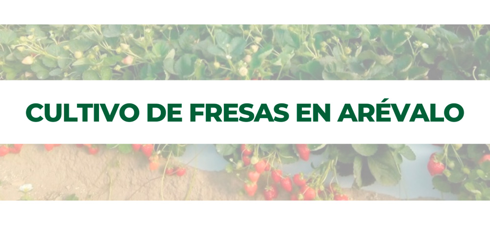 El cultivo de fresas